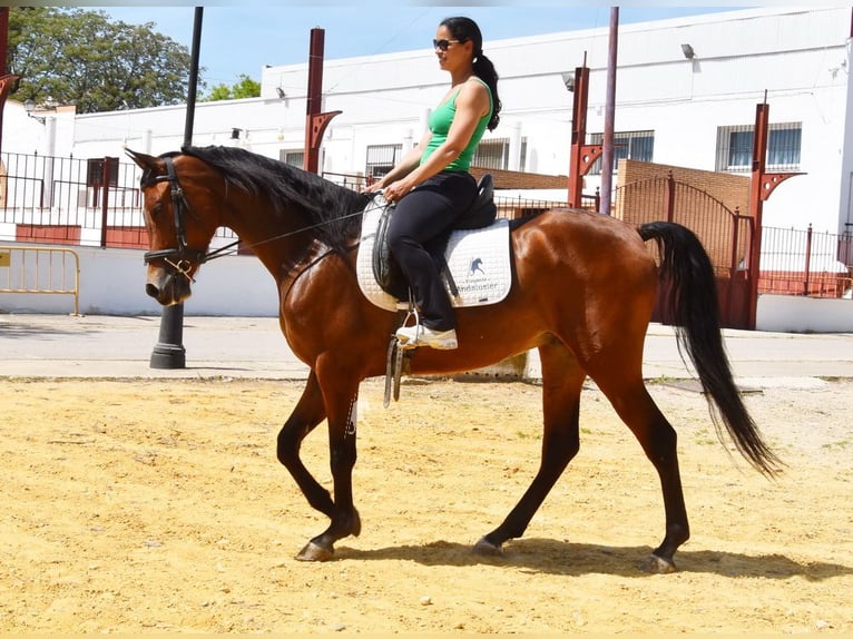 Hispano Araber Wallach 5 Jahre 163 cm Brauner in Provinz Cordoba