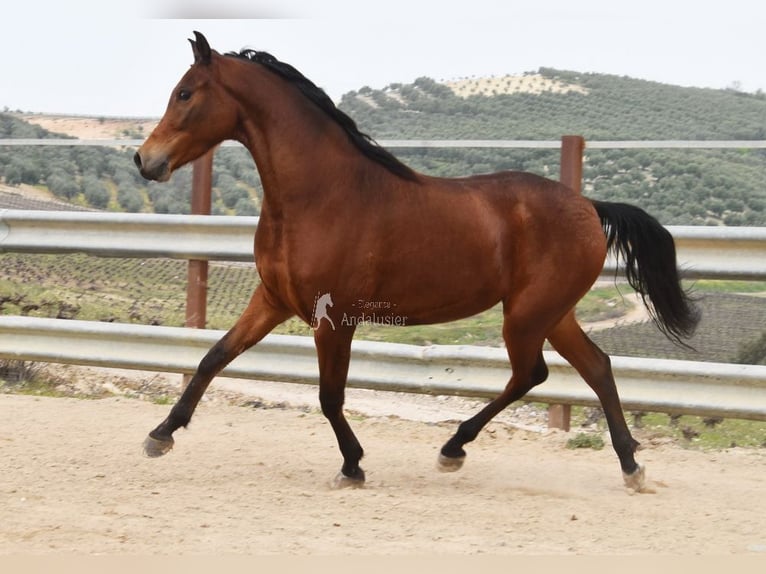 Hispano Araber Wallach 5 Jahre 163 cm Brauner in Provinz Cordoba