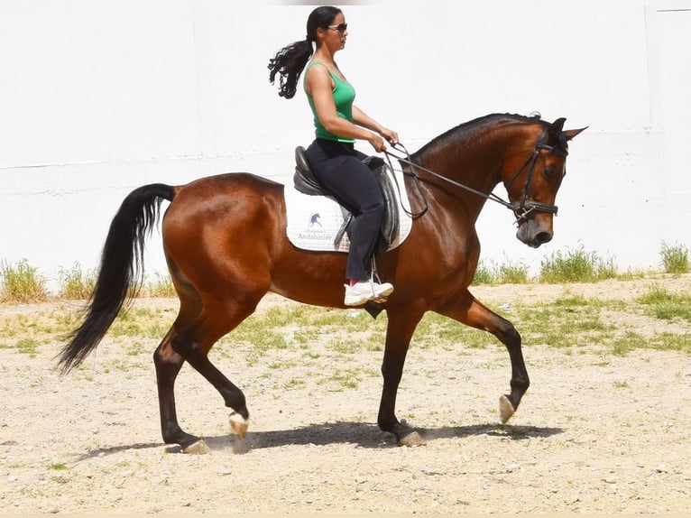Hispano Araber Wallach 5 Jahre 163 cm Brauner in Provinz Cordoba