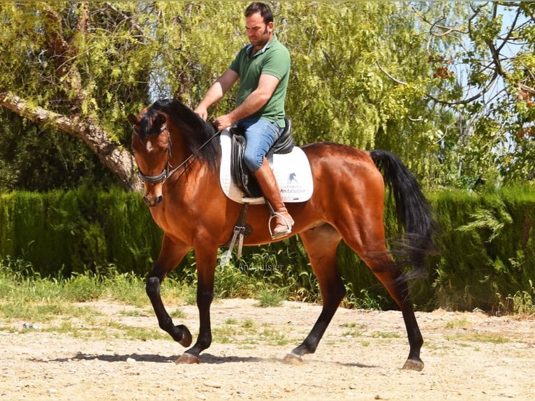 Hispano Araber Wallach 5 Jahre 163 cm Brauner in Provinz Cordoba