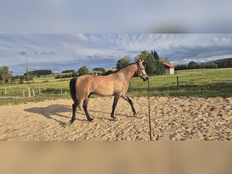 Hispano Araber Wallach 5 Jahre 163 cm Braunfalbschimmel in Peiting
