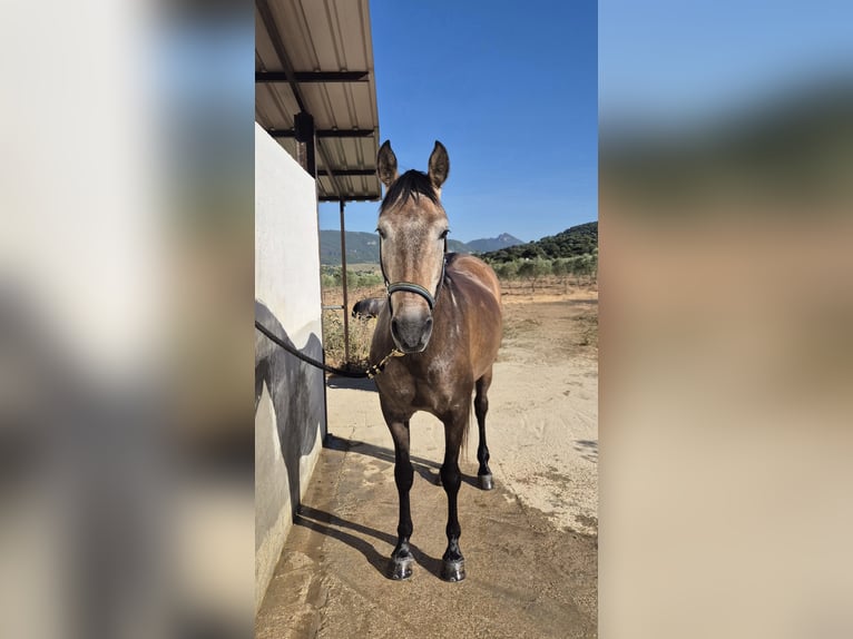 Hispano Araber Wallach 5 Jahre 163 cm Braunfalbschimmel in Peiting