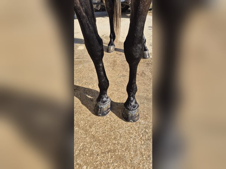 Hispano Araber Wallach 5 Jahre 163 cm Braunfalbschimmel in Peiting