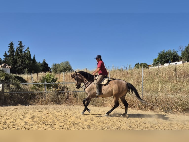 Hispano Araber Wallach 5 Jahre 163 cm Braunfalbschimmel in Peiting
