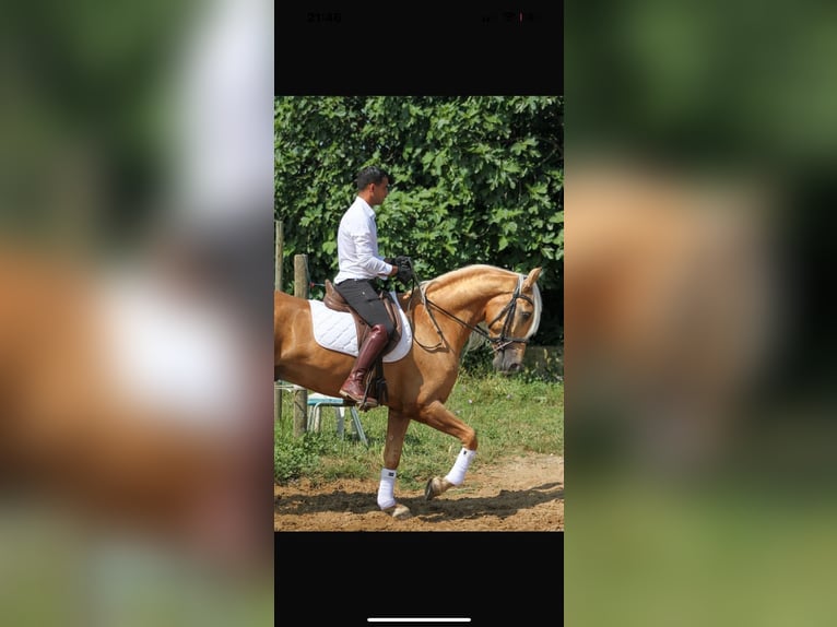 Hispano Araber Wallach 5 Jahre 165 cm Palomino in Cucq
