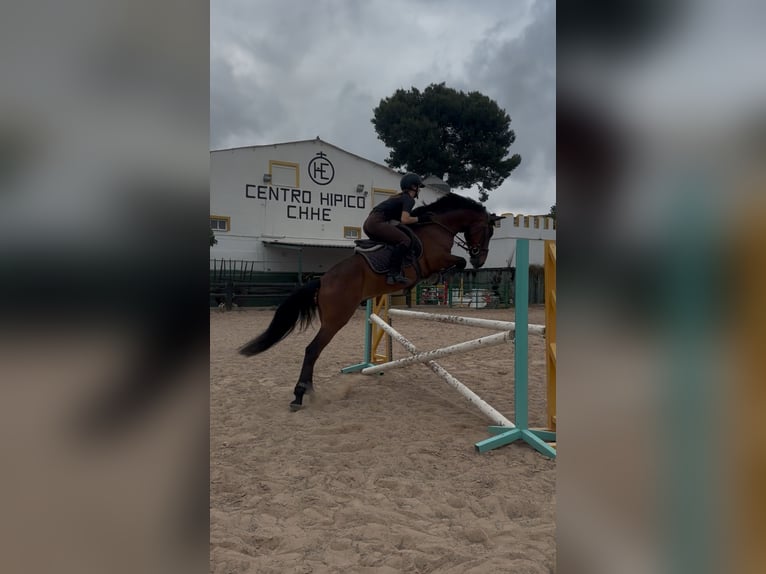 Hispano Araber Wallach 5 Jahre Brauner in Catadau