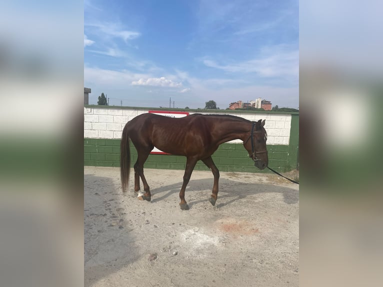 Hispano Araber Wallach 5 Jahre Fuchs in Madrid