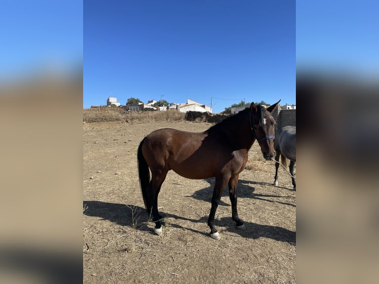 Hispano Araber Mix Wallach 6 Jahre 160 cm Brauner in Arroyo De La Luz