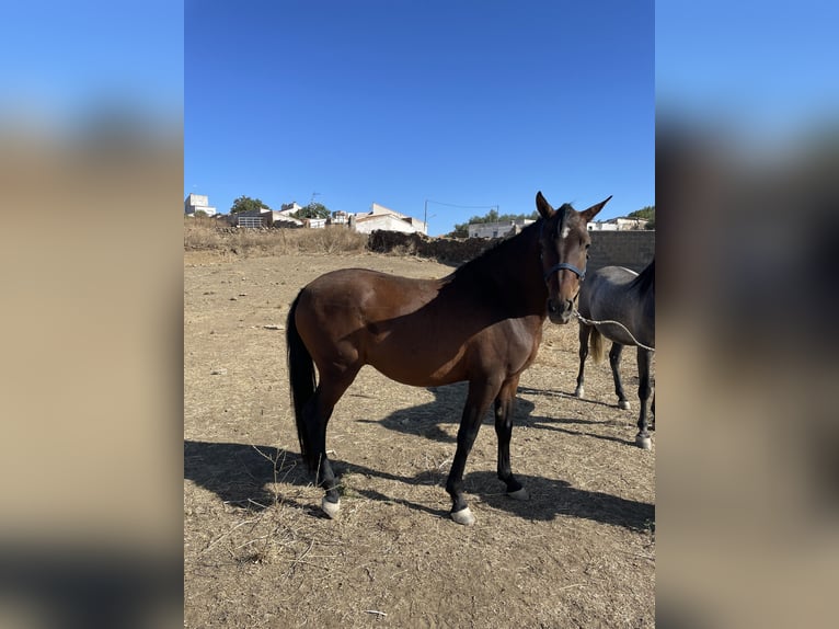 Hispano Araber Mix Wallach 6 Jahre 160 cm Brauner in Arroyo De La Luz