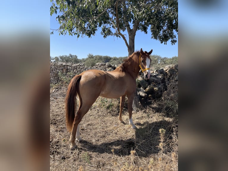 Hispano Araber Mix Wallach 6 Jahre 160 cm Brauner in Arroyo De La Luz