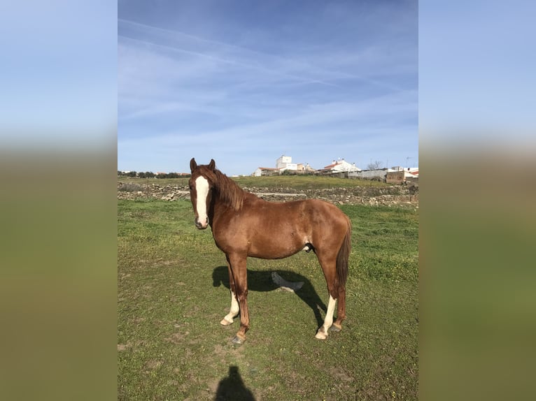 Hispano Araber Mix Wallach 6 Jahre 160 cm Brauner in Arroyo De La Luz