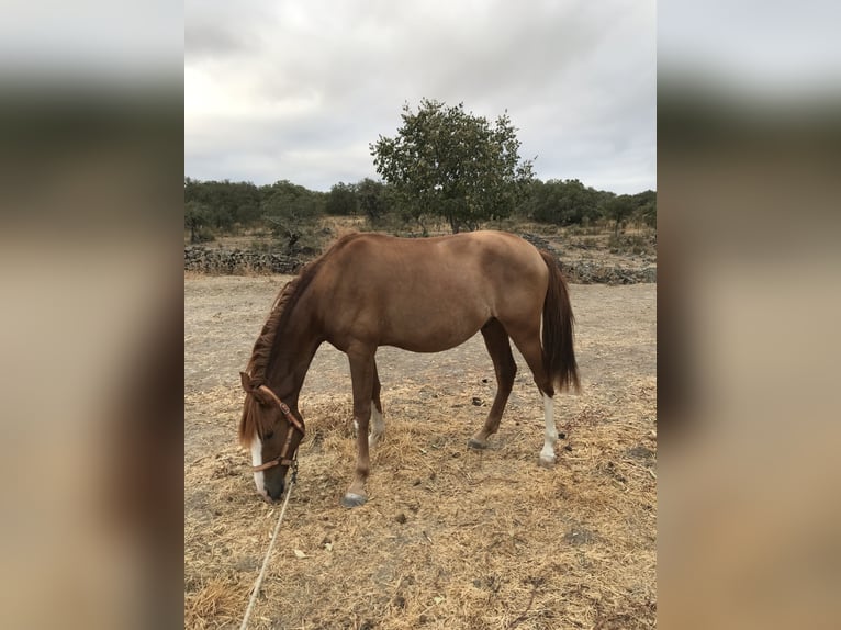 Hispano Araber Mix Wallach 6 Jahre 160 cm Brauner in Arroyo De La Luz