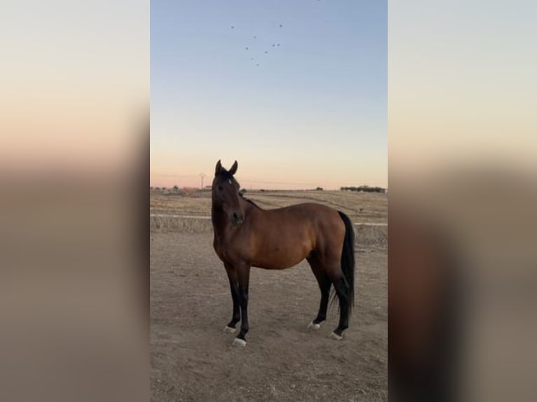 Hispano Araber Mix Wallach 6 Jahre 160 cm Brauner in Arroyo De La Luz
