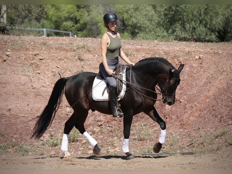 Hispano Araber Wallach 6 Jahre 161 cm Schwarzbrauner in Valencia