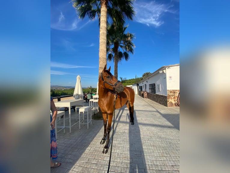 Hispano Araber Wallach 6 Jahre 164 cm Brauner in Alhaur&#xED;n el Grande