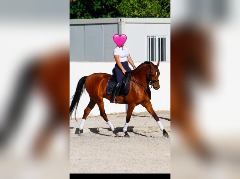Hispano Araber Wallach 6 Jahre 164 cm Brauner in Alhaur&#xED;n el Grande