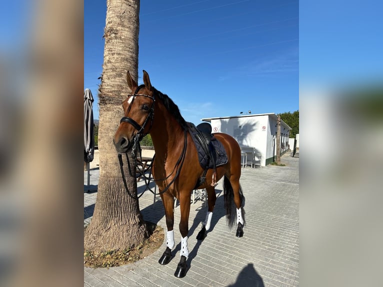 Hispano Araber Wallach 6 Jahre 164 cm Brauner in Alhaur&#xED;n el Grande