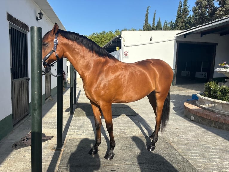 Hispano Araber Wallach 6 Jahre 164 cm Brauner in Alhaur&#xED;n el Grande