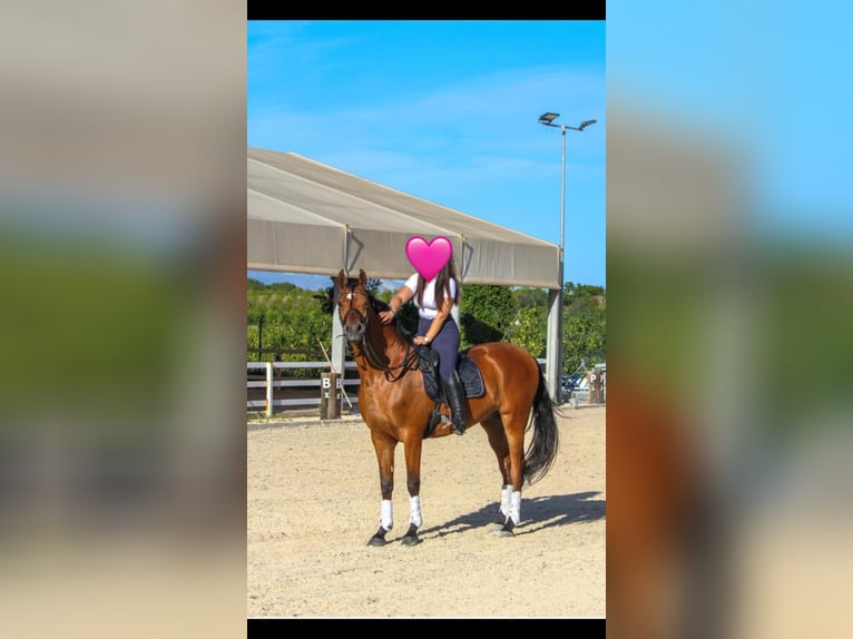 Hispano Araber Wallach 6 Jahre 164 cm Brauner in Alhaur&#xED;n el Grande