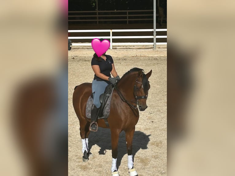 Hispano Araber Wallach 6 Jahre 164 cm Brauner in Alhaur&#xED;n el Grande