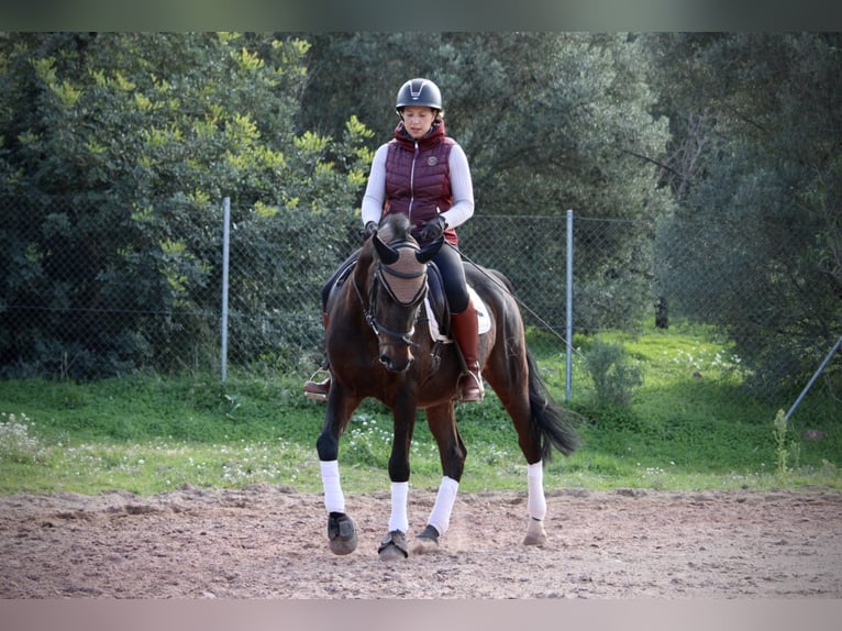 Hispano Araber Wallach 7 Jahre 161 cm Schwarzbrauner in Valencia