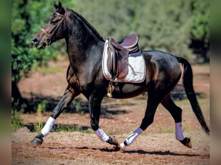 Hispano Araber Mix Wallach 7 Jahre 161 cm Schwarzbrauner in Valencia Hispano Araber Mix Wallach 7 Jahre 161 cm Schwarzbrauner in Valencia