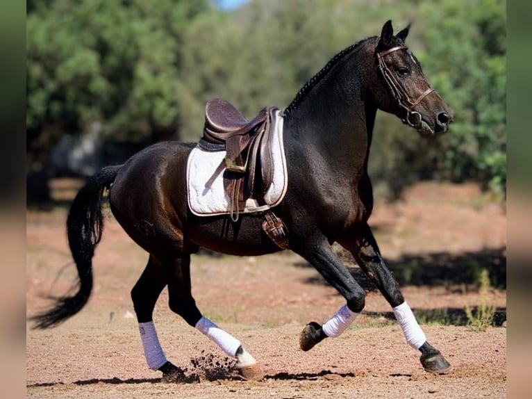 Hispano Araber Mix Wallach 7 Jahre 161 cm Schwarzbrauner in Valencia