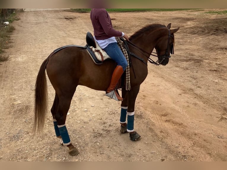 Hispano Araber Wallach 7 Jahre 162 cm Fuchs in Lora del Río