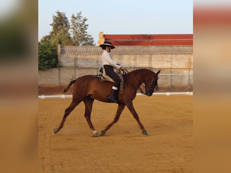 Hispano Araber Wallach 7 Jahre 162 cm Fuchs in Lora del Río