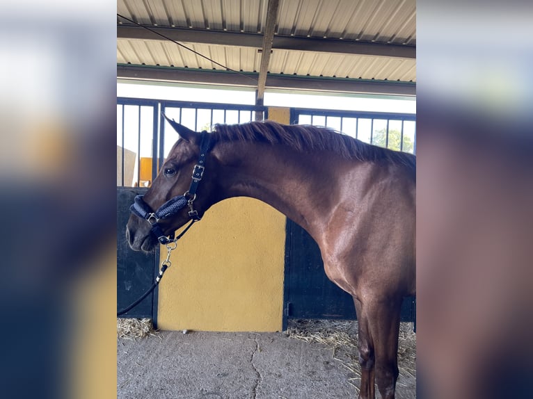 Hispano Araber Wallach 7 Jahre 162 cm Fuchs in Lora del Río