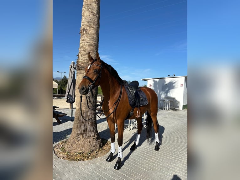 Hispano Araber Wallach 7 Jahre 168 cm Brauner in Alhaurín el Grande