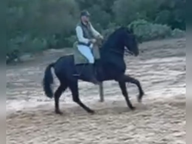 Hispano Araber Wallach 7 Jahre 172 cm Rappe in Chiclana de la Frontera
