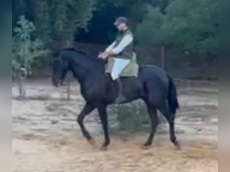 Hispano Araber Wallach 7 Jahre 172 cm Rappe in Chiclana de la Frontera
