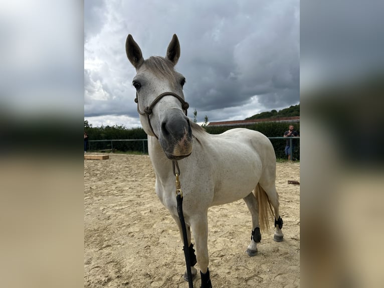 Hispano Araber Wallach 8 Jahre 150 cm Fliegenschimmel in Altendorf