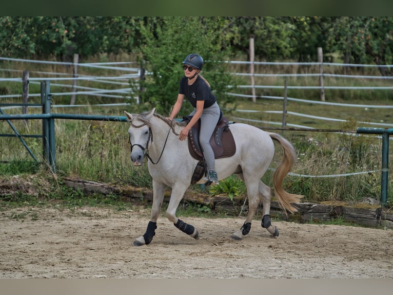 Hispano Araber Wallach 8 Jahre 150 cm Fliegenschimmel in Altendorf