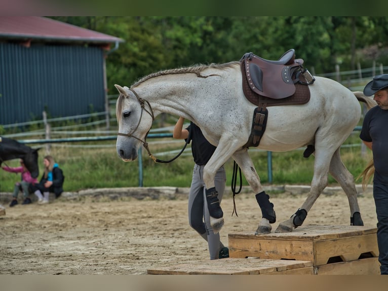 Hispano Araber Wallach 8 Jahre 150 cm in Altendorf