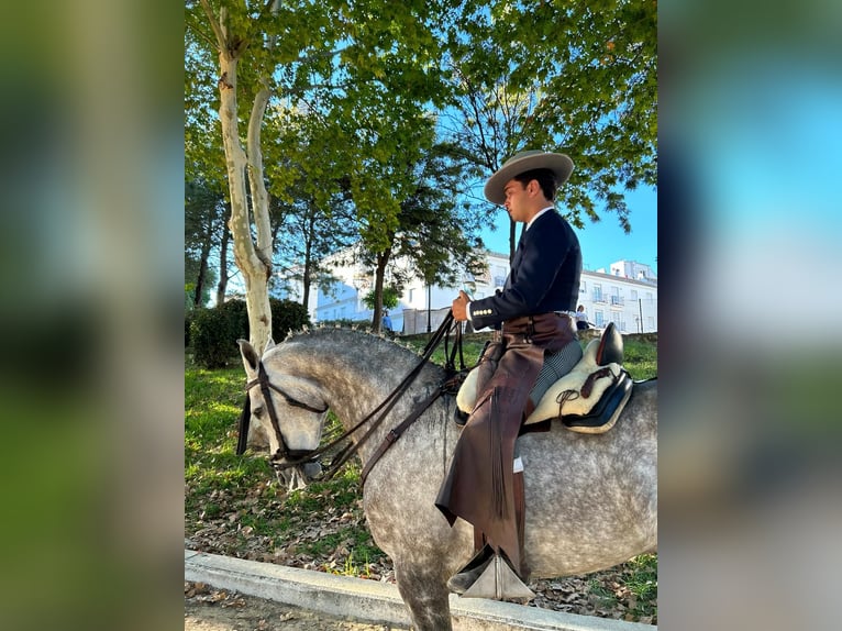 Hispano Araber Wallach 8 Jahre 163 cm Schimmel in Arcos de La frontera