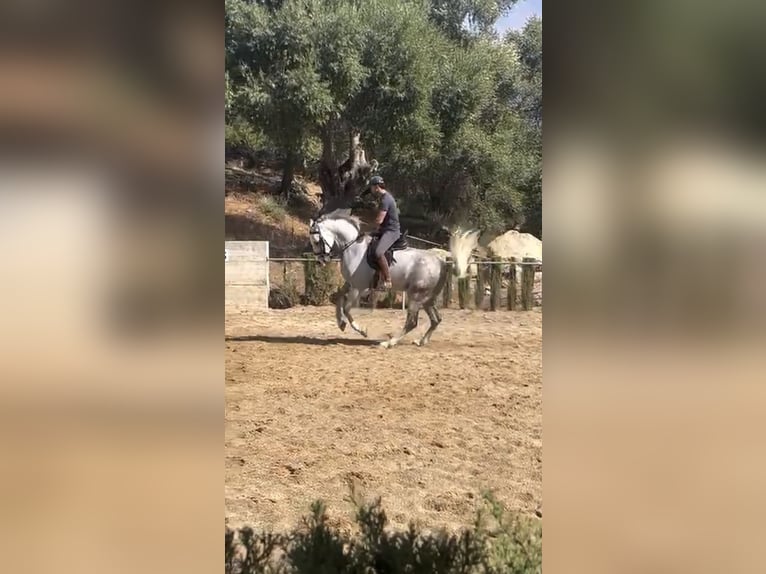 Hispano Araber Wallach 8 Jahre 163 cm Schimmel in Arcos de La frontera