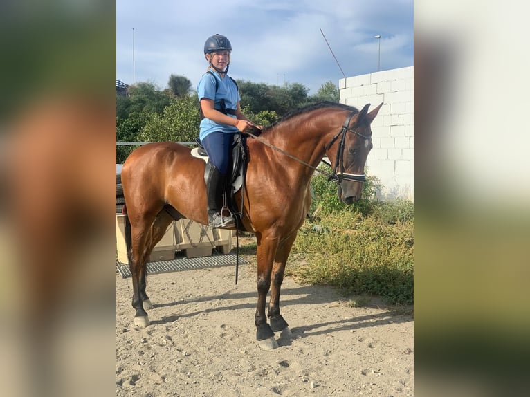 Hispano Araber Wallach 8 Jahre 165 cm Brauner in Estepona