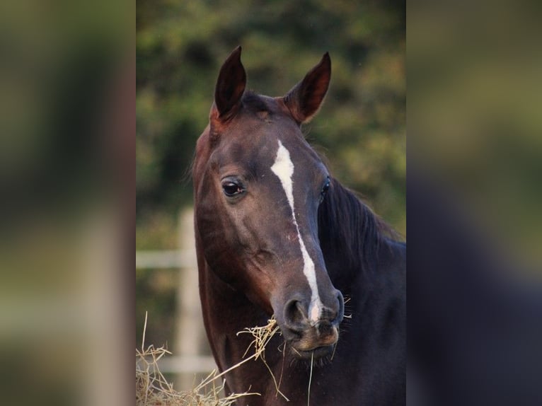 Hispano Araber Wallach 9 Jahre 150 cm Dunkelfuchs in Cavagnac