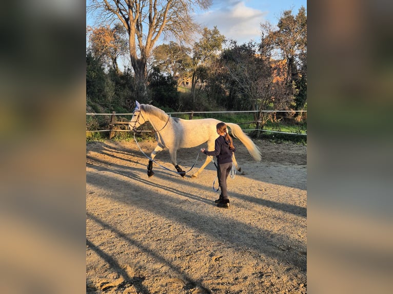 Hispano Araber Wallach 9 Jahre 162 cm Schimmel in Blanes