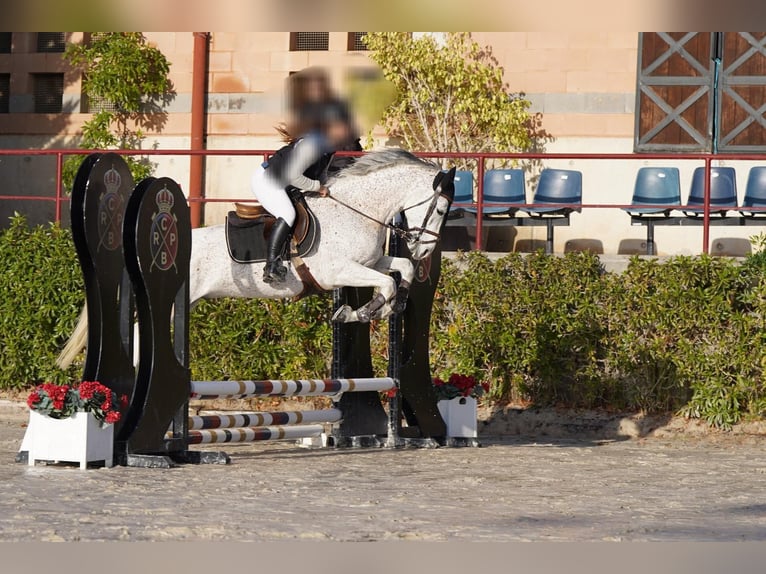 Hispano Araber Wallach 9 Jahre 162 cm Schimmel in Blanes