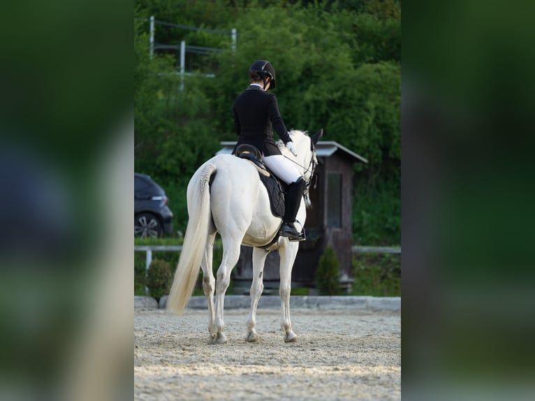 Hispano Araber Wallach 9 Jahre 163 cm Schimmel in Sankt Marein im Mürztal