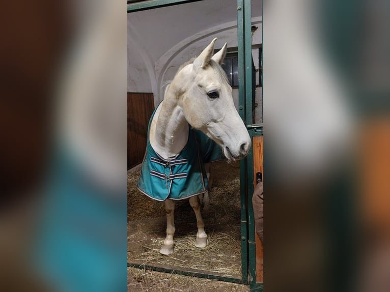 Hispano Araber Wallach 9 Jahre 163 cm Schimmel in Sankt Marein im Mürztal