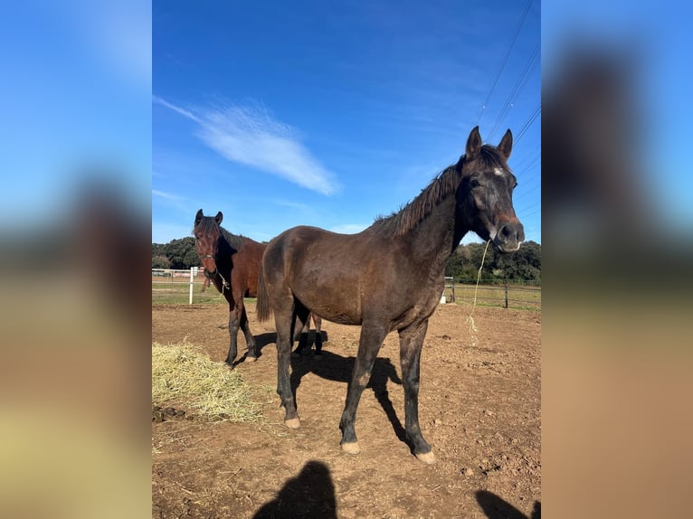 Hispano Araber Wallach Fohlen (01/2026)  in Girona
