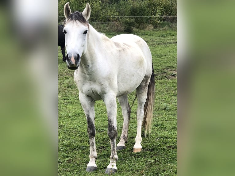 Hispano Arabian Gelding 10 years 14,2 hh Gray in St. Leonhard am HornerwaldSt Leonhard