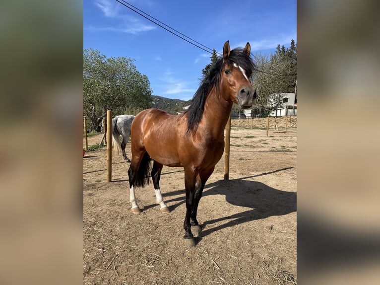 Hispano Arabian Gelding 10 years 14,2 hh Bay in Feldkirchen-Westerham