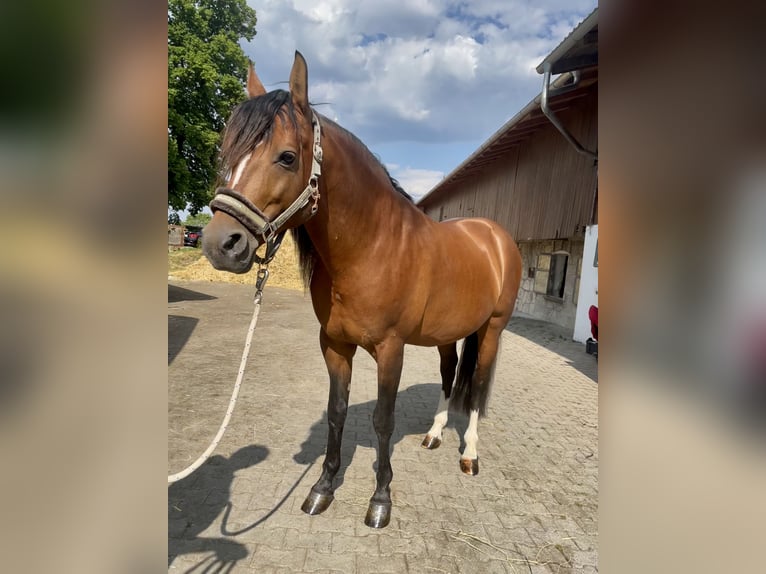 Hispano Arabian Gelding 10 years 14,2 hh Bay in Feldkirchen-Westerham