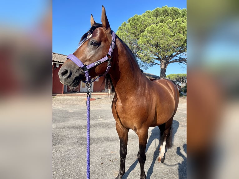 Hispano Arabian Gelding 10 years 14,2 hh Bay in Feldkirchen-Westerham