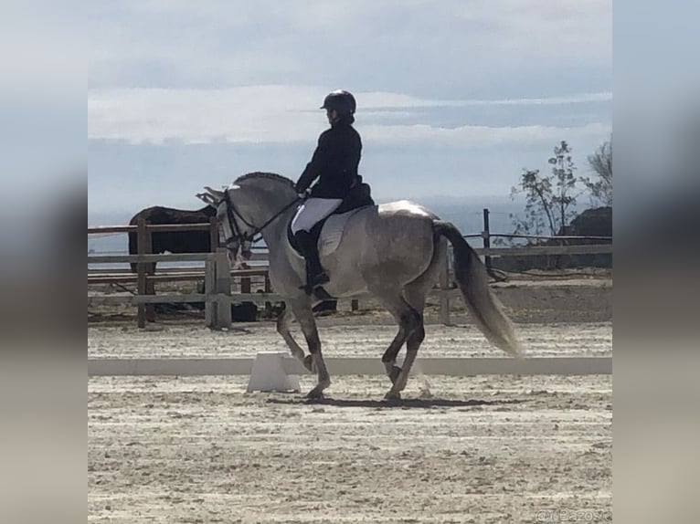 Hispano Arabian Gelding 10 years 15 hh Grey in Varnsdorf